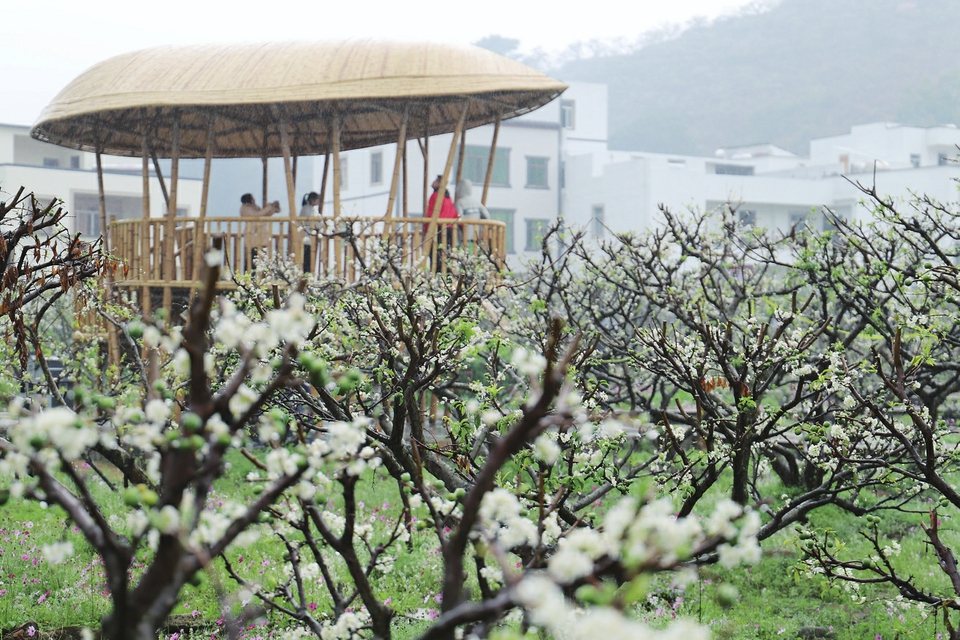 信宜钱排10万亩李花迎春开