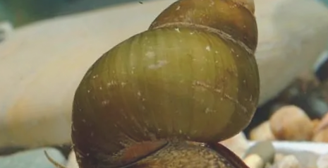 机修厂田螺 机修厂田螺