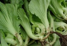 图2 水东芥菜品质特点