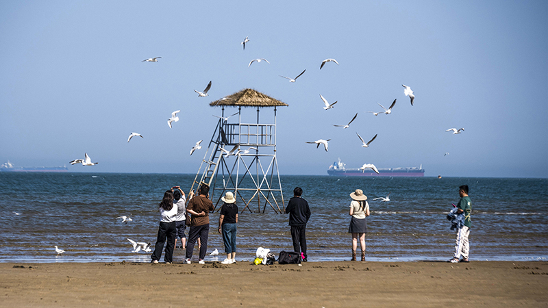 2024年5月12日,河北秦皇岛,北戴河鸽子窝公园成群海鸥在天空中自由翱翔,与大海、蓝天构成了一幅美丽的画卷。