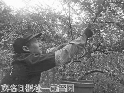 飞马村村民正在采摘油甘子。通讯员温程鸿摄<br>