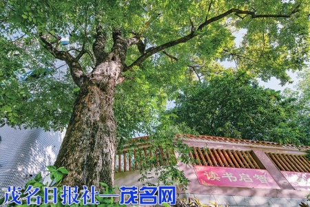 高州一中紫檀古树。本报记者丘立贺摄<br>