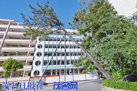 高州一中马尾松。<br>