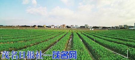 面积200亩的富硒蔬菜种植区。茂名日报社全媒体记者岑稳摄<br>