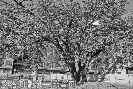 枝繁叶茂的缅茄古树。 本报记者丘立贺摄<br>