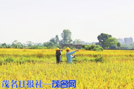化州供电局工作人员对涉及秋收供电线路进行检查维护，以实际行动护航秋粮颗粒归仓。<br>