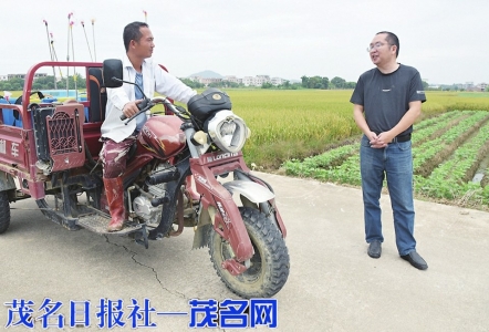 深入田间采访。茂名日报社全媒体记者黄信涛摄<br>