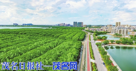 水东湾红树林群落景观。<br>