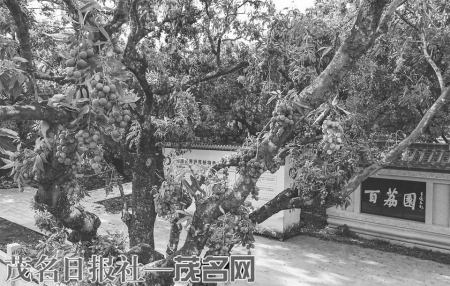 点击放大 根子镇大唐荔乡百荔园丰收景象。<br>