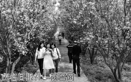 点击放大 橘红花观光成为化橘红产业一大特色。<br>