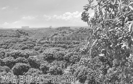 点击放大 高州沙田镇国家标准化龙眼种植示范基地。<br>