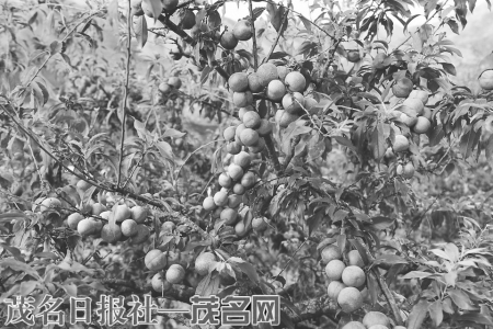 信宜市把三华李打造成为响亮的品牌。<br>