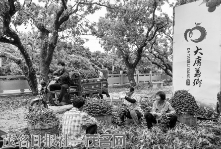 茂名荔枝喜获丰收。<br>