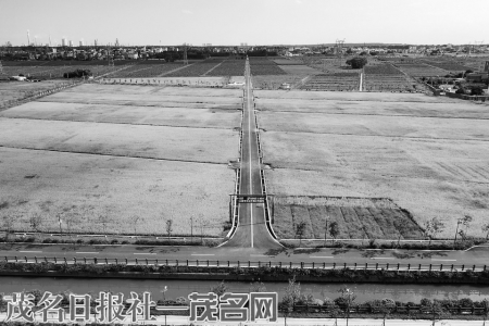 茂南区金塘镇标准化农田建设，提高了农民的生产效益。<br>