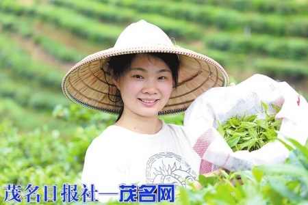 港南区木梓镇村民在阿婆茶茶园采茶。（贵港日报记者张庆杰摄）<br>