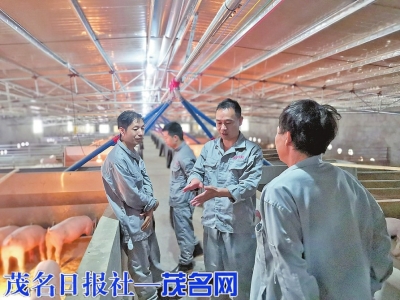 广西扬翔股份有限公司技术员在贵港市港北区大圩镇何村梁春敏养猪场指导工作。（黄浩岸摄）<br>