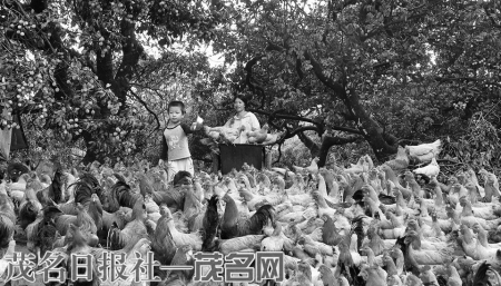 果树下养鸡（荔枝鸡）给农民致富走出新路子。<br>　　茂名日报社全媒体记者丘立贺摄<br>