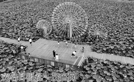 高州南唐镇彭村荷花景观成为乡村游的著名打卡点。<br>　　茂名日报社全媒体记者丘立贺摄<br>