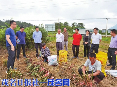 　　中国农业大学专家到科技特派员基地指导泰国姜种植。<br>