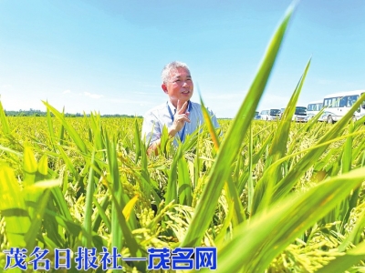 科技特派员指导种植的水稻喜获丰收。<br>