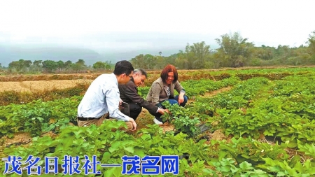 科技特派员在田间开展农业技术指导。<br>