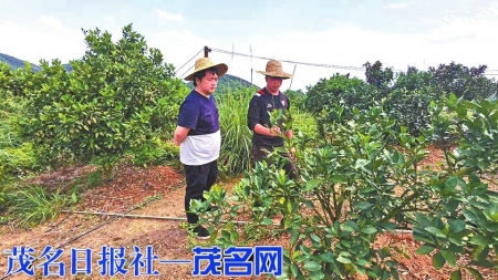 科技特派员在种植园考察预估柑橘产量。<br>