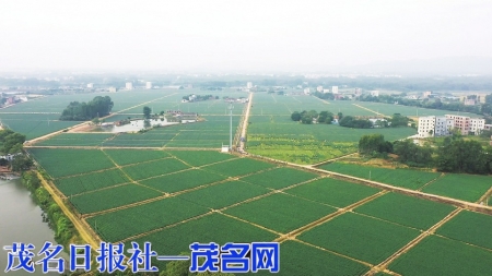 丽岗镇博青农业产业种植基地。<br>