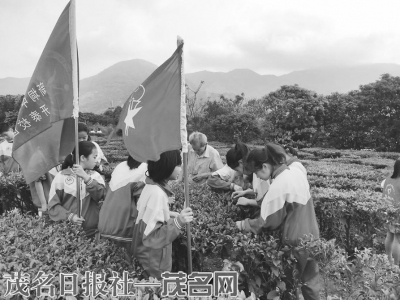 学生在出瑞龙古茶园向茶农学习采茶。 通讯员杜锡国摄