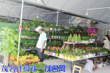 ▲官渡花街花卉种类繁多，摆放整齐有序。<br>