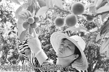 李锋正在查看化橘红生长情况。<br>