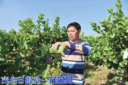 点击放大 许永柱在给石榴树修剪枝叶<br>