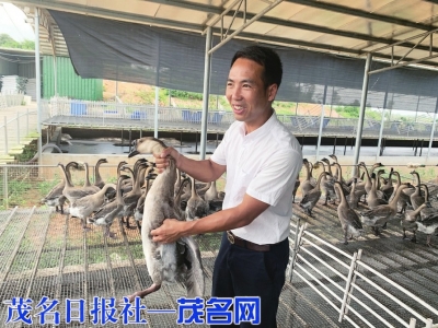 点击放大 杨华振向记者介绍黑棕鹅每个阶段的生长情况<br>