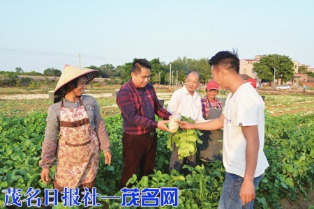 点击放大 朱雄伟在了解萝卜的生长情况<br>