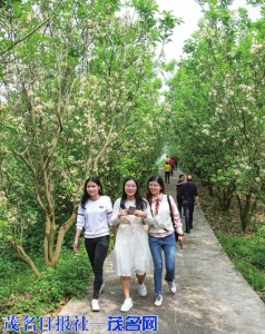 各地游客闻香来。<br>