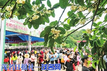 化橘红云赏花活动现场。<br>