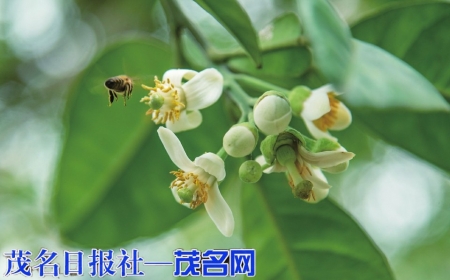 橘红花开山野飘香。<br>