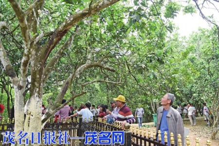 百年老橘红吸引赏花游客的目光。<br>