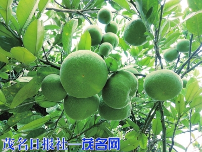 化橘红果(资料图片）。<br>