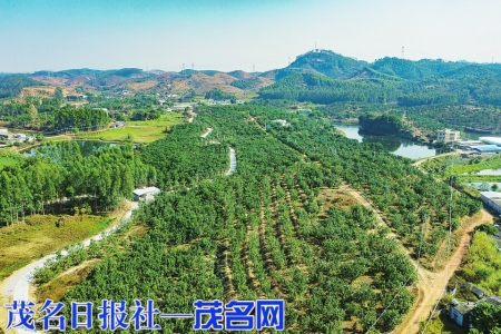 丽岗镇化橘红种植基地。<br>