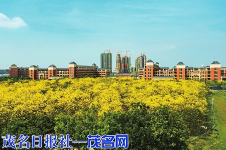 共青河新城黄花风铃林。茂名日报社全媒体记者丘立贺摄<br>