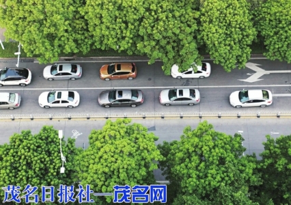 市区道路两旁绿树成荫。<br>