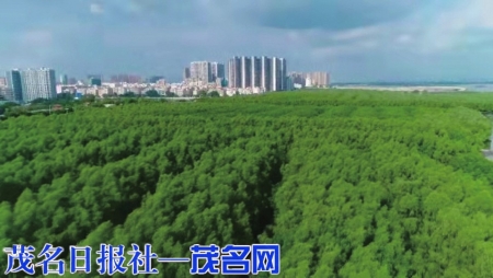 成片的红树林成为城市的大氧吧。<br>