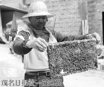 蒋贞湖查看蜜蜂生长状况。<br>