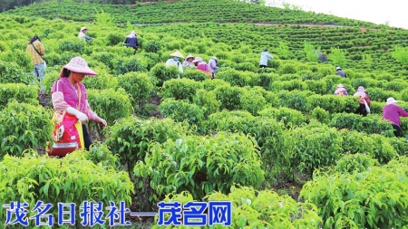 春分茶香采茶忙。<br>
