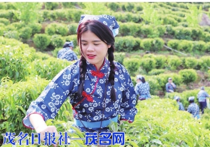 靓丽的采茶女。<br>