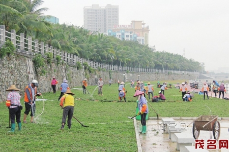 　　11月14日，市中心城区小东江二级平台一期绿化完工。图为园林工人在小东江东岸二级平台绿化带种植大叶草。 <br>　　茂名晚报记者 李颜东 摄<br>