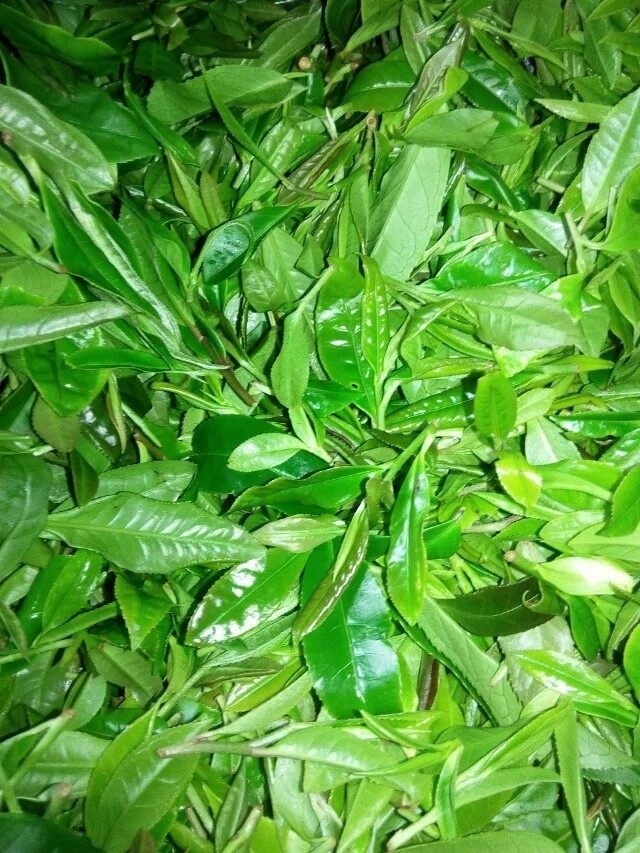 茂名特产-茂名网