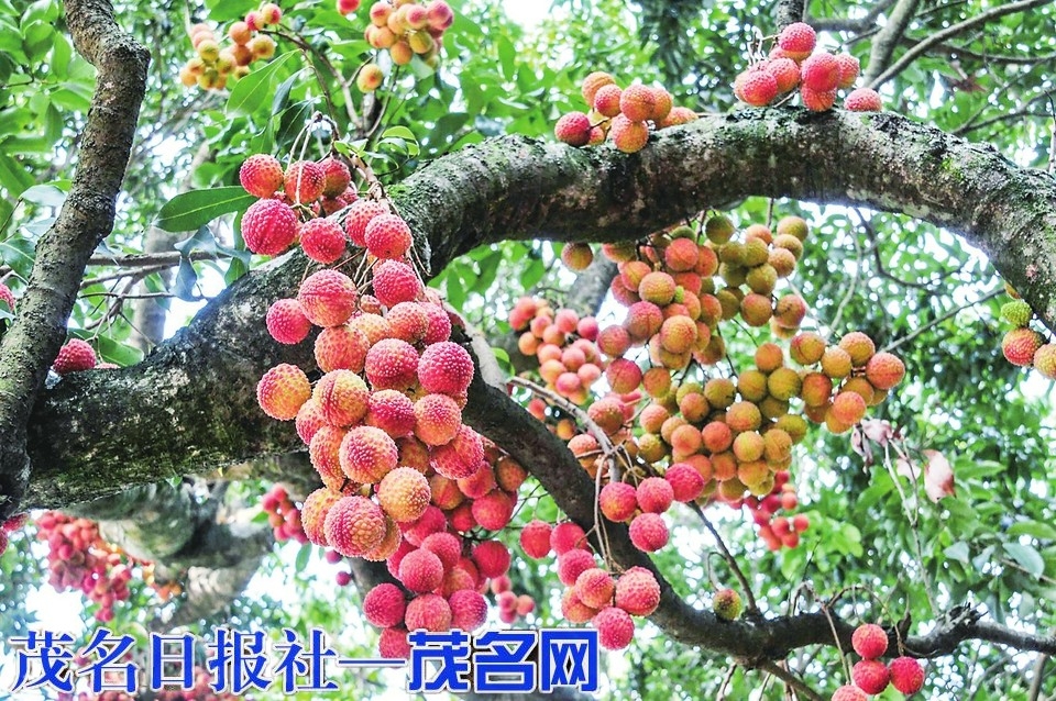今年全市荔枝产量超63万吨 创历史新高