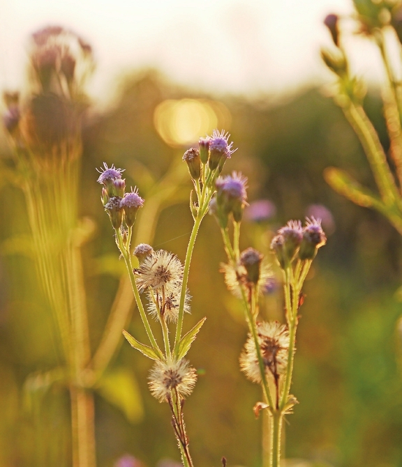 冬至赋（外一首）