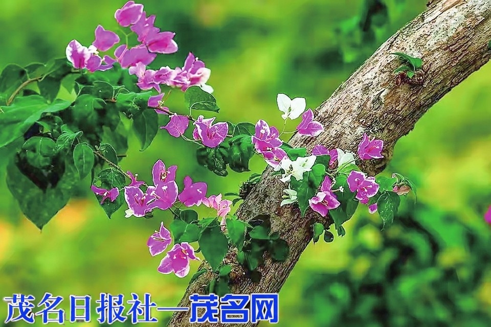 端午安康